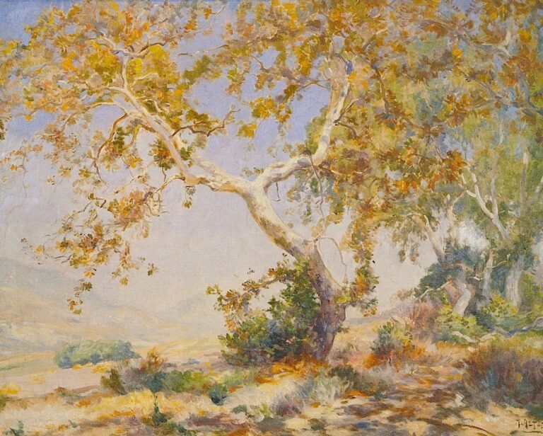 California Sycamore