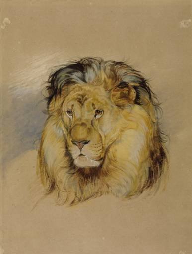 Head20of20a20Lion.jpg