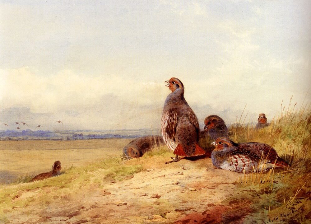 Red20Partridges.jpg