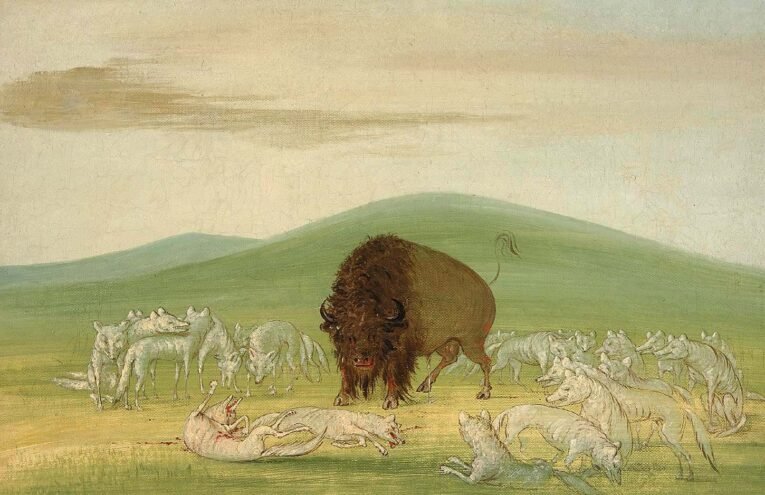 Wounded Buffalo Bull Surrounded by White Wolves